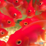 红色的淡水小型鱼有哪些 什么淡水鱼是红色的？