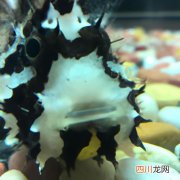鱼鳃病症状图 鱼鳃有毛病什么症状？