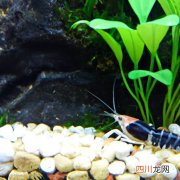 池子养龙虾需要泥土吗 龙虾池可养什么植物？