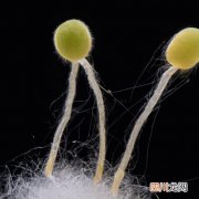 池塘三毛金藻症状 三毛金藻用什么预防？
