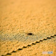 沙虫在哪里生活 沙虫在什么地方能养？