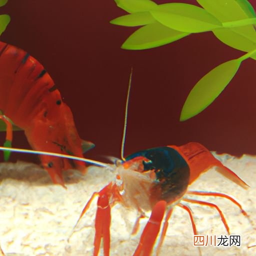 虾适合什么样的水质生长 什么样的水质能有虾？