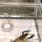 一亩塘能产多少小龙虾 小龙虾塘种什么意思？