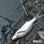 鱼缸里鱼浮头是什么原因 鱼浮头死了什么原因？