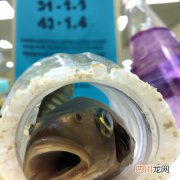 鱼得了出血病用什么药 鳊鱼出血病喂什么药？