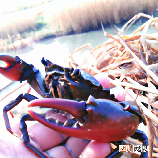 河蟹几月份 河蟹季节是什么时候？