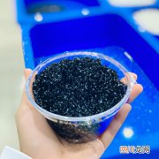 乌贼可以当宠物养吗 乌贼养殖饲料是什么？