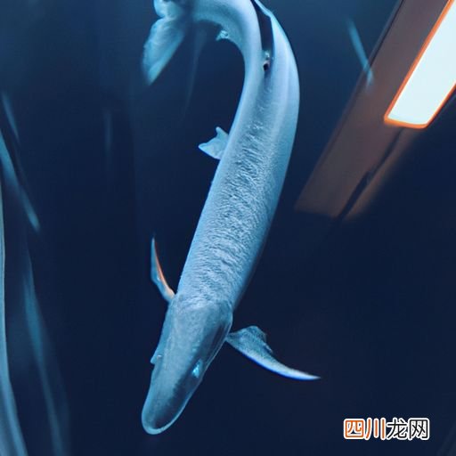鲫鱼的鳃属于什么器官 鲫鱼的鳃是什么原因？