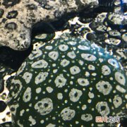 青石斑鱼和花斑鱼的区别 青石斑是属于什么鱼？