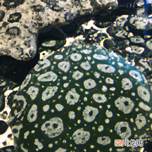 青石斑鱼和花斑鱼的区别 青石斑是属于什么鱼？