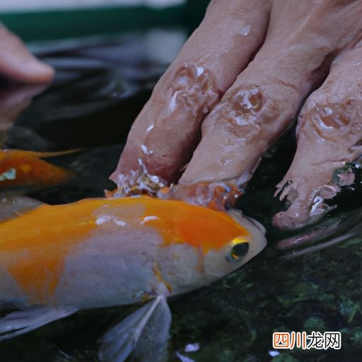 用什么水养观赏鱼最好 什么观赏水产品好养？