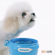 水生宠物养啥比较好 什么水产品宠物好养？