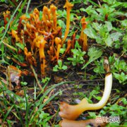 爱德华菌病最佳治疗方案 爱德华氏菌用什么药？