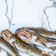 鱼鳃肿是什么原因 草鱼鱼鳃肿是什么病？