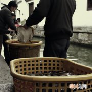 山塘水库养什么鱼合适 山塘适合养殖什么鱼？