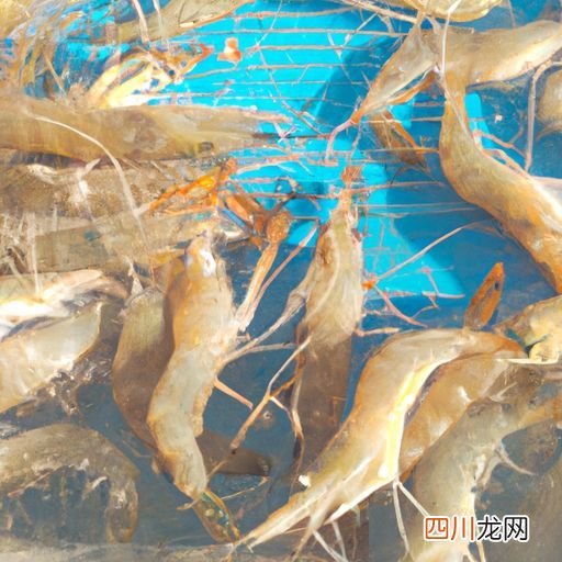 虾生活在什么水域 对虾生活在什么海域？