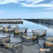 如东新港养殖场 江苏如东养殖什么好？