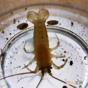 虾苗吃轮虫吗 喂虾苗的虫子叫什么？