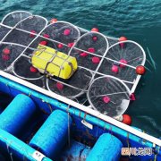 海边网箱养鱼怎么样 深海网箱养什么鱼好？