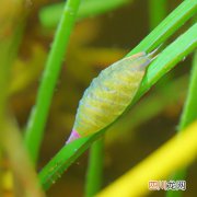 虫草如何实用 有草鱼虫用什么防发？
