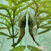 青虾的繁殖生长过程 青虾在什么水中生长？