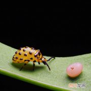 小瓜虫药物治疗 小瓜虫用什么药最好？