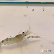 养殖清水虾 清水养虾最难是什么？