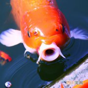 锦鲤烂鳃病用什么药 鲤鱼烂鳃喂什么药好？