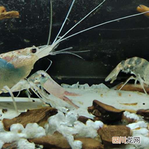 上海适合养殖什么 在上海适合养什么虾？