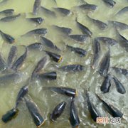 鱼塘高温怎样管理 高温鱼塘应注意什么？