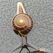 螺丝在水产养殖中的作用 螺丝适合喂什么水产？