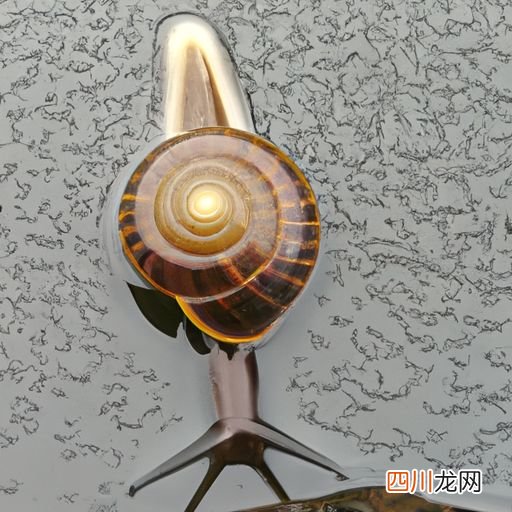 螺丝在水产养殖中的作用 螺丝适合喂什么水产？