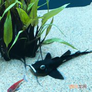 青竹鲩鱼和一般鲩鱼分别 青竹鲩是一种什么鱼？