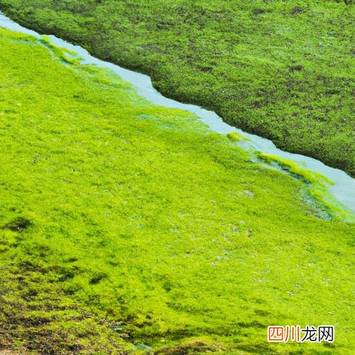 水产除青苔用什么好 水产青苔用什么清理？