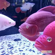 鲶鱼能不能和热带鱼混养 鲶鱼能与什么鱼混养？