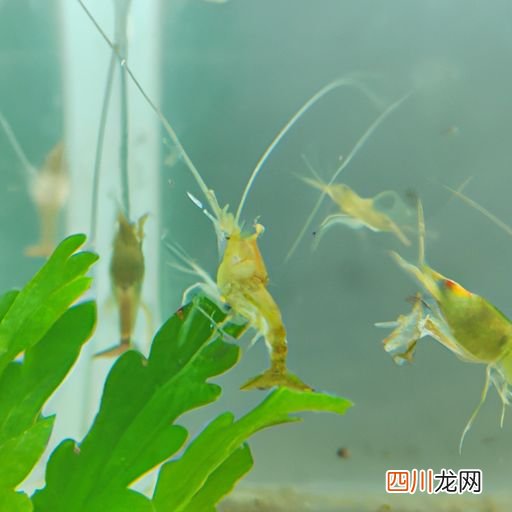 养小龙虾什么时候种草 小龙虾养殖种什么草？