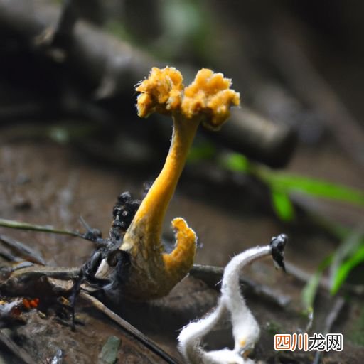 鱼用消炎杀菌药 为鱼杀菌用什么药物？