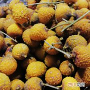 桂鱼鱼肉发黄 桂鱼发黄是什么原因？