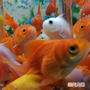 海水观赏鱼混养 海参池混养什么鱼好？