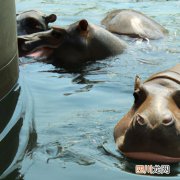 河豚用淡水养还是海水养 什么河豚能用淡水养？