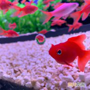 丁条鱼是什么鱼 红丁鱼是属于什么鱼？