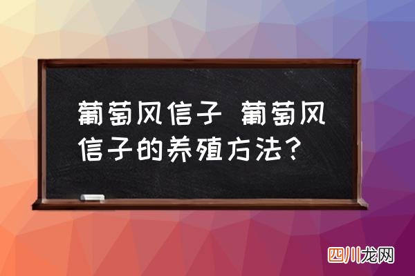 葡萄风信子 葡萄风信子的养殖方法？