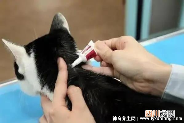 与驱虫方式/所用药物有关 宠物店驱虫多少钱一次，10-150元一次