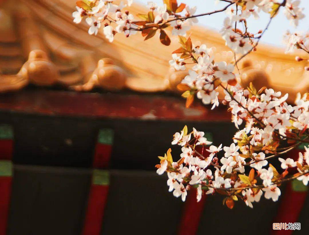 重阳节为主题的诗歌赏析 有关重阳节的诗歌大全