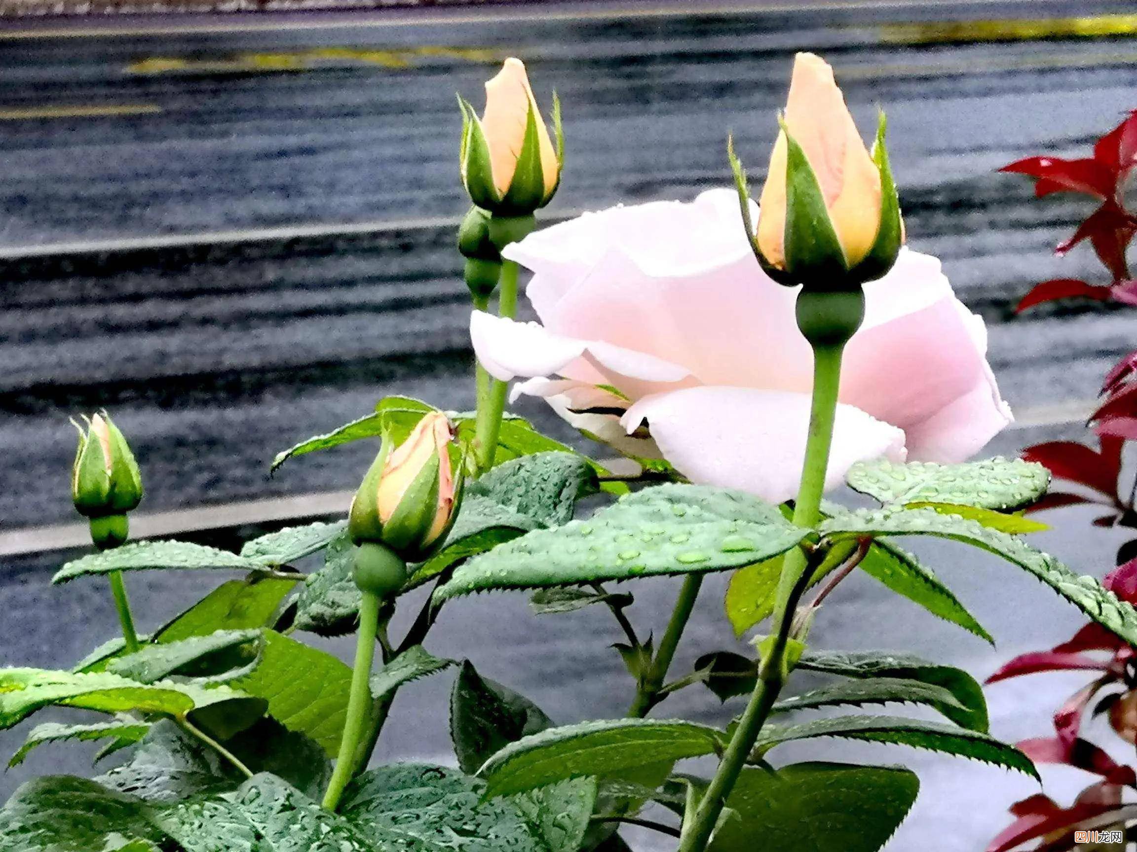 描写雨的唯美诗句 关于雨的现代诗短诗