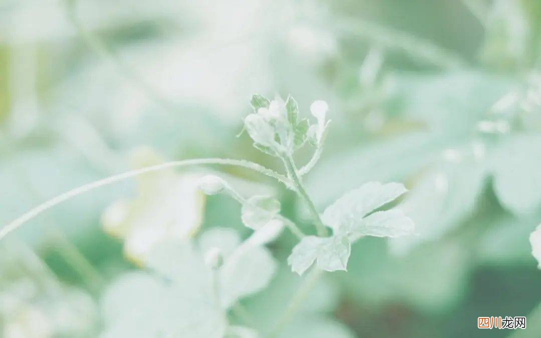 关于感恩教师的名言名句 老师辛勤付出的句子语录