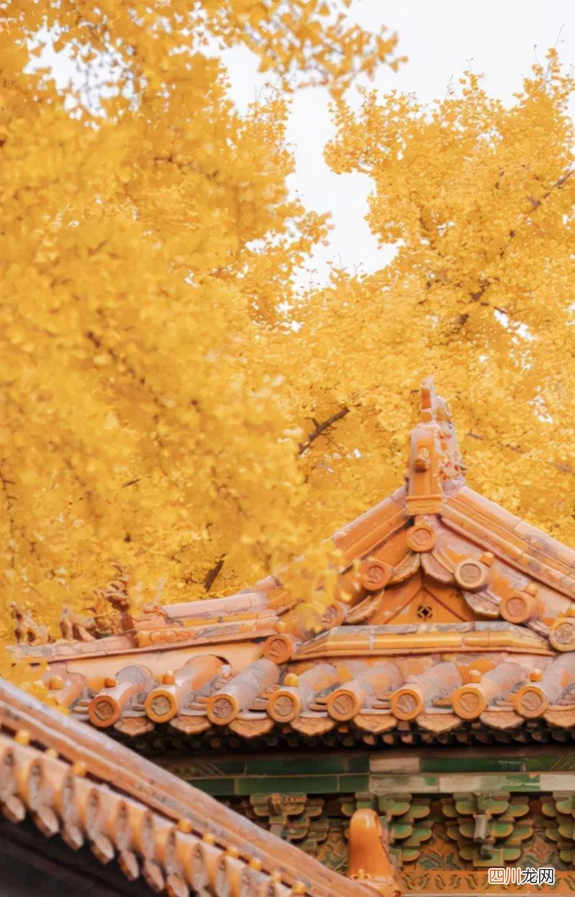 描写秋天的诗句古诗大全 秋的古诗有哪些