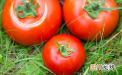 减肥试试西红柿减肥法 7天瘦7斤