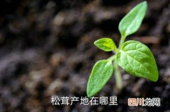 松茸哪里可以采，松茸产地在哪里