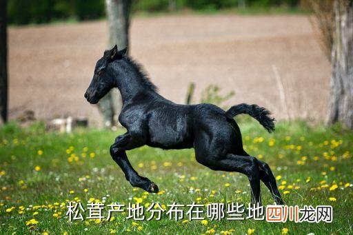 松茸哪里可以采，松茸产地在哪里